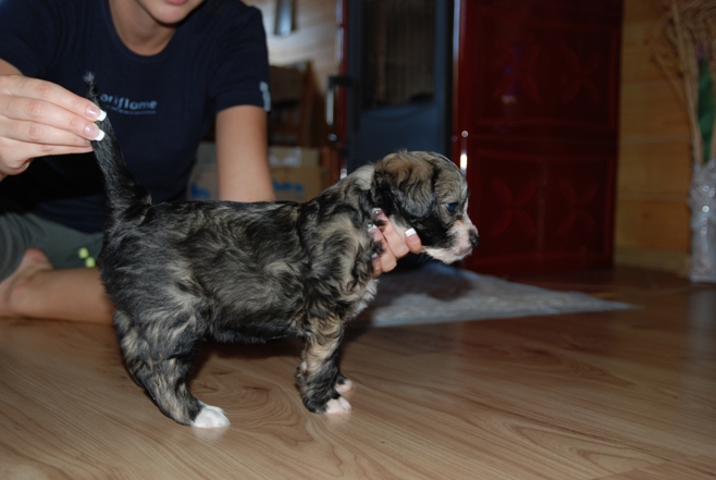 Oliver1