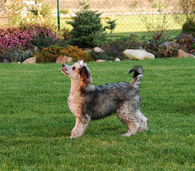 Oliver4