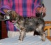 Oliver 3